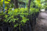 Programa “Carmo Mais Verde” é aprovado na Câmara Municipal de Carmo do Paranaíba